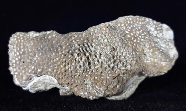 Alveolites sp. LAMARCK 1801 + Pygidium einer Calymene - Bild © FossNet FossilienStore
